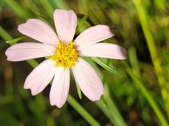 Cosmos parviflorus