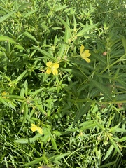 Ludwigia octovalvis