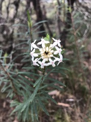 Pimelea