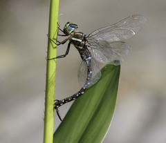 Aeshna tuberculifera