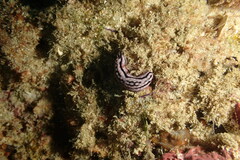 Phyllidia varicosa