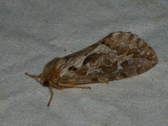 Korscheltellus fusconebulosa