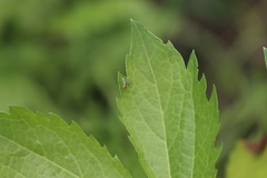Condylostylus caudatus