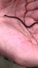 Storeria occipitomaculata