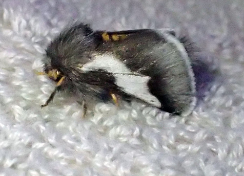 Thaumetopoea apologetica