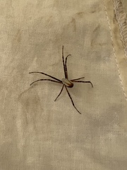 Argiope trifasciata