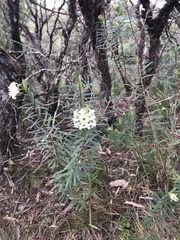 Pimelea