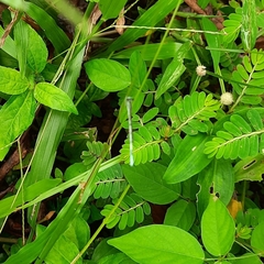 Agriocnemis pieris