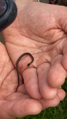 Storeria occipitomaculata