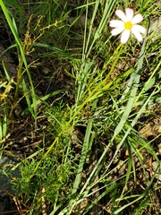 Cosmos parviflorus