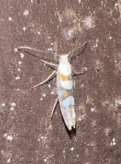 Argyresthia