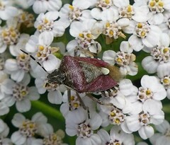 Dolycoris baccarum