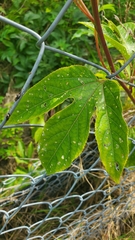 Passiflora incarnata