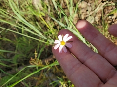Cosmos parviflorus