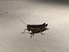Paroxya atlantica