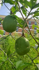 Passiflora incarnata