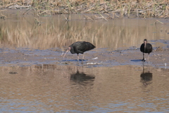 Phimosus infuscatus