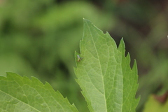 Condylostylus caudatus