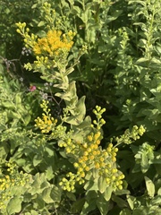 Solidago rigida
