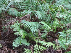 Blechnum capense