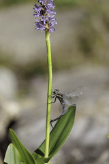 Aeshna tuberculifera