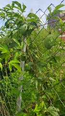 Passiflora incarnata
