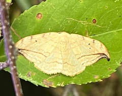 Drepana arcuata