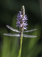 Aeshna tuberculifera