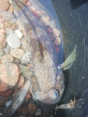 Neogobius melanostomus