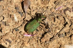 Cicindela