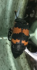 Nicrophorus investigator