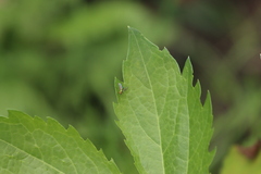 Condylostylus caudatus