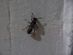 Polybia ruficeps xanthops