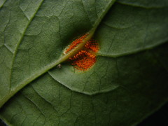 Uredinopsis americana image