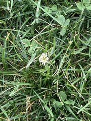 Trifolium repens
