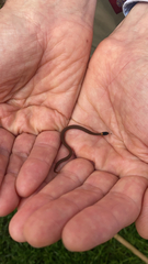 Storeria occipitomaculata