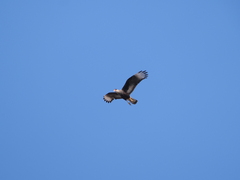 Caracara plancus