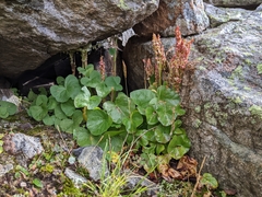 Oxyria digyna