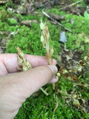 Monotropa hypopitys