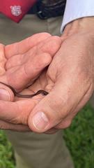 Storeria occipitomaculata