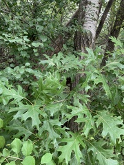 Quercus ellipsoidalis