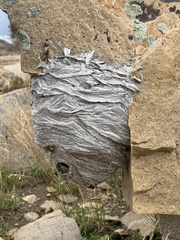 Dolichovespula arenaria