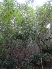 Platylophus trifoliatus