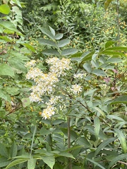 Doellingeria umbellata