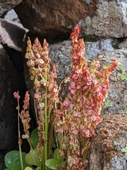 Oxyria digyna