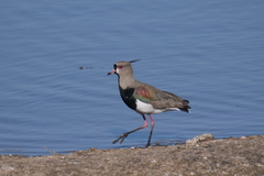 Vanellus chilensis