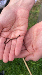 Storeria occipitomaculata