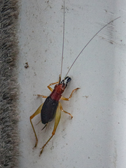 Phyllopalpus pulchellus