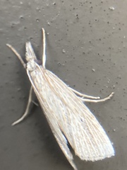 Eoreuma densellus