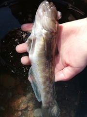 Neogobius melanostomus